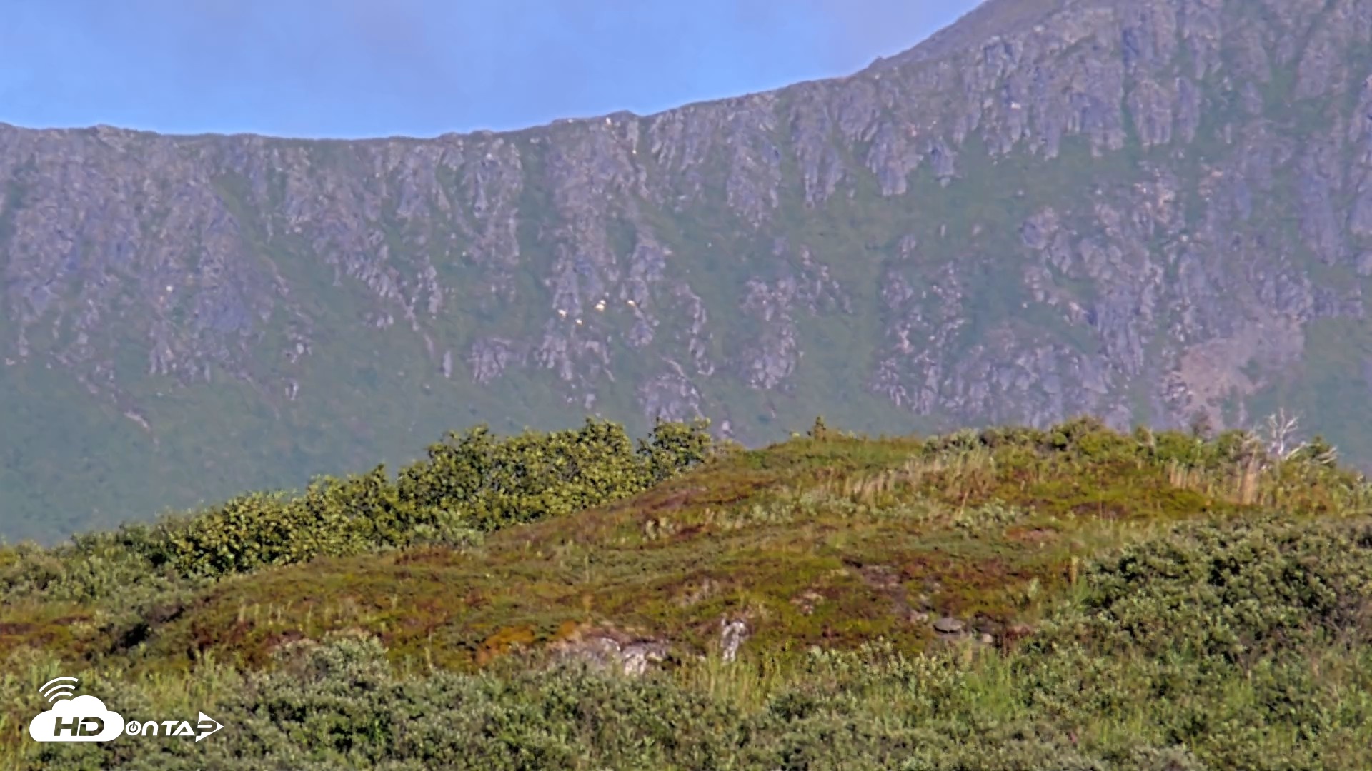 Snapshot of Kodiak Alaska Brown Bears Live Webcam taken Aug 23, 2026, 6:59pm AKDT