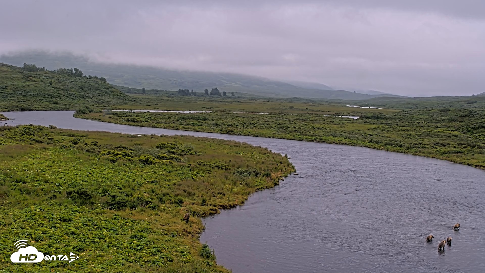 Snapshot of Kodiak Alaska Brown Bears Live Webcam taken Aug 10, 2026, 11:02am AKDT