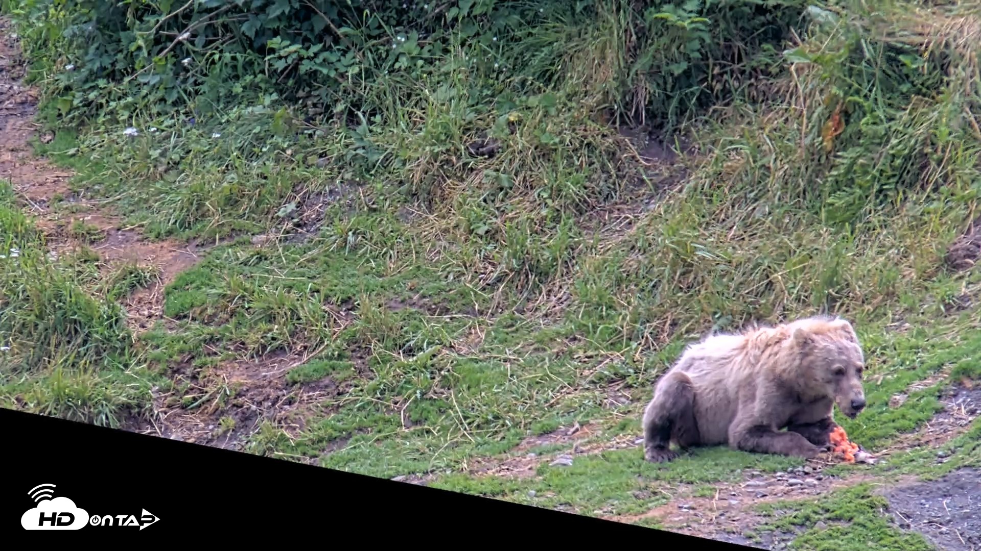 Snapshot of Kodiak Alaska Brown Bears Live Webcam taken Aug 4, 2026, 4:04pm AKDT