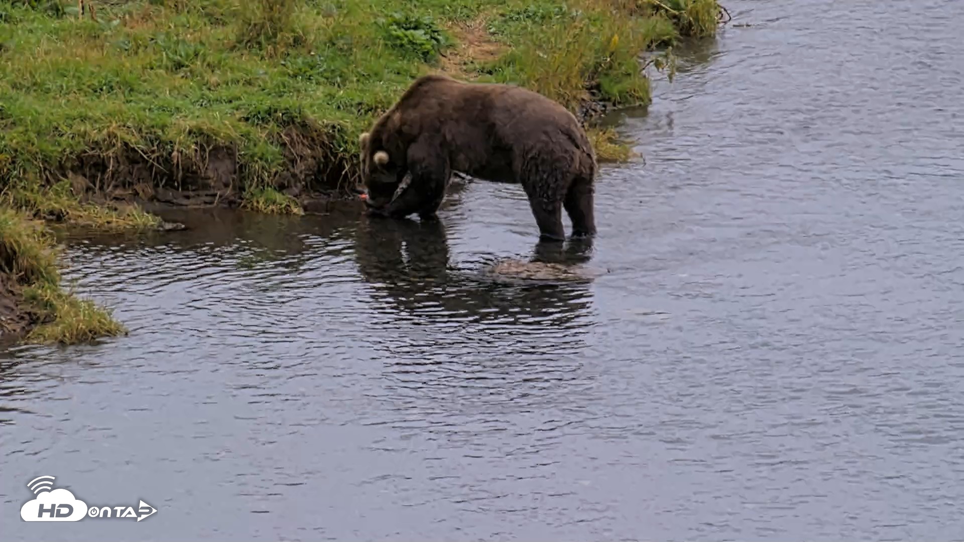 Snapshot of Kodiak Alaska Brown Bears Live Webcam taken Aug 19, 2026, 3:36pm AKDT