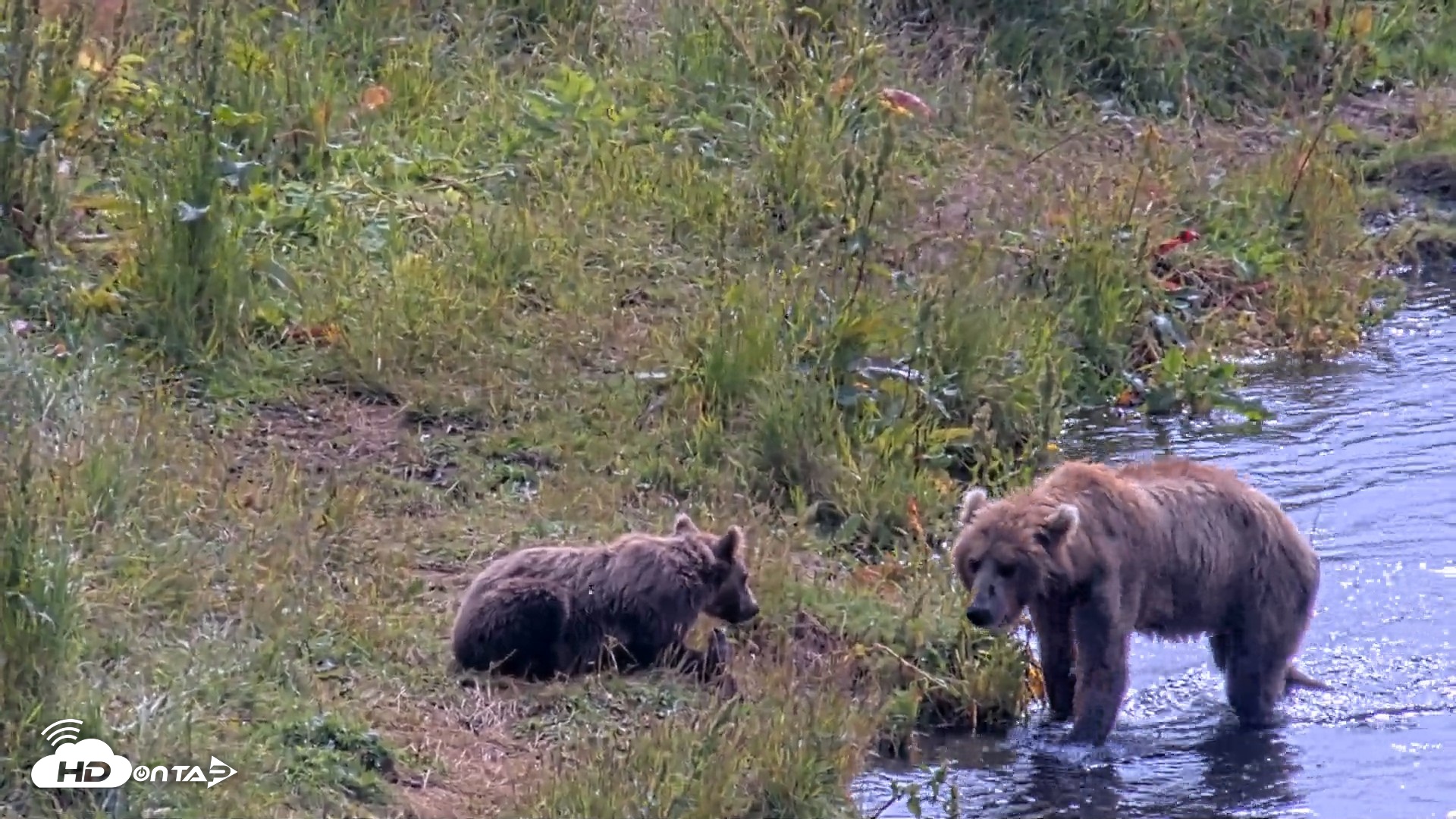 Snapshot of Kodiak Alaska Brown Bears Live Webcam taken Aug 9, 2026, 12:37pm AKDT