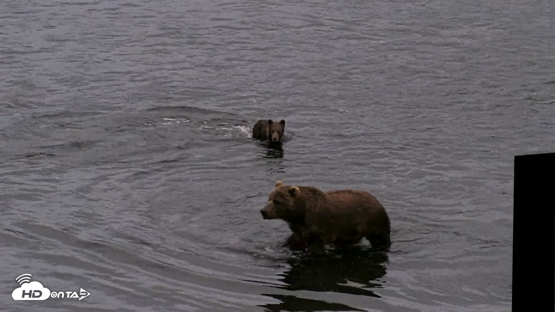 Snapshot of Kodiak Alaska Brown Bears Live Webcam taken Aug 19, 2026, 9:39pm AKDT