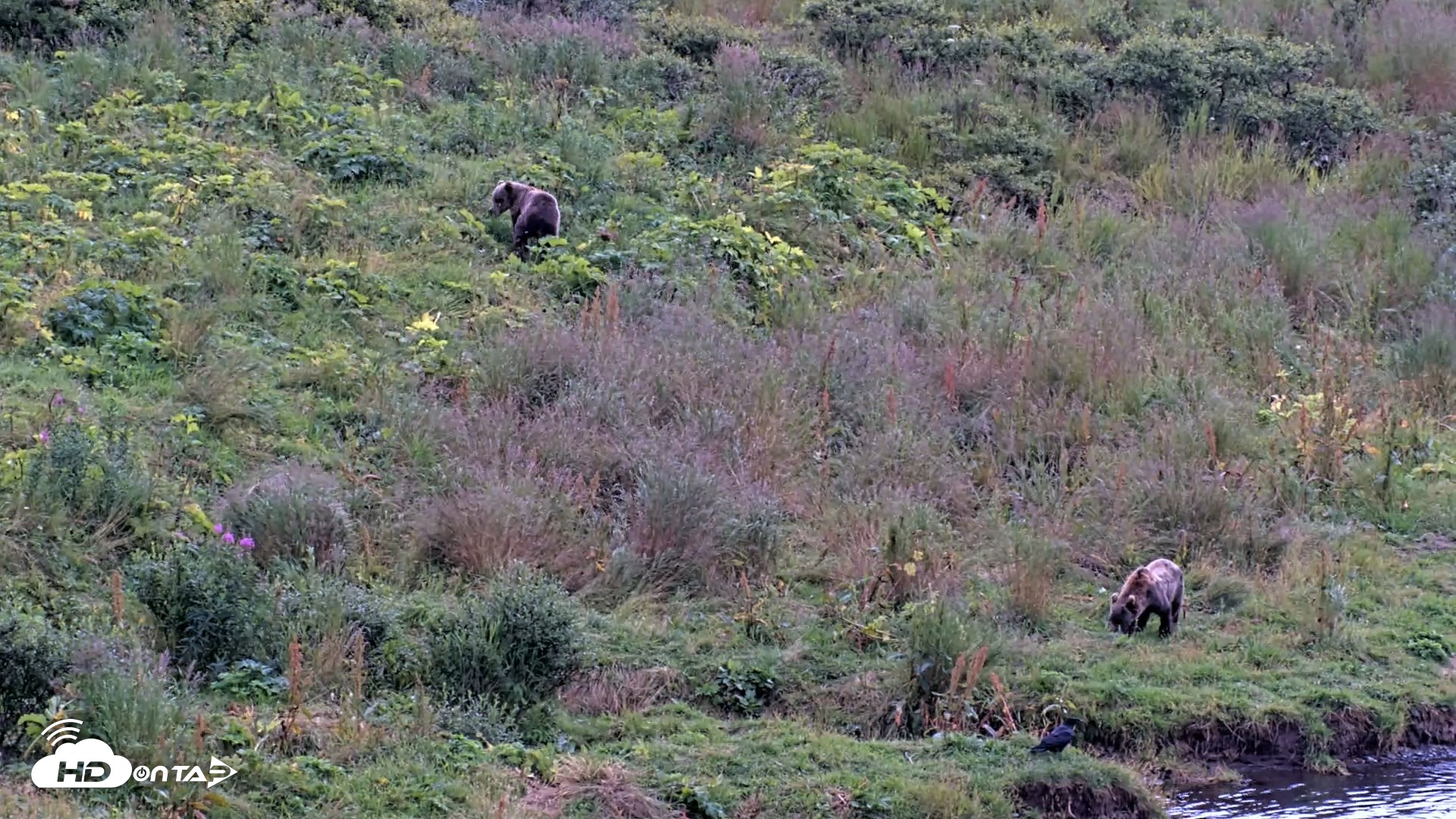 Snapshot of Kodiak Alaska Brown Bears Live Webcam taken Aug 21, 2026, 6:30pm AKDT