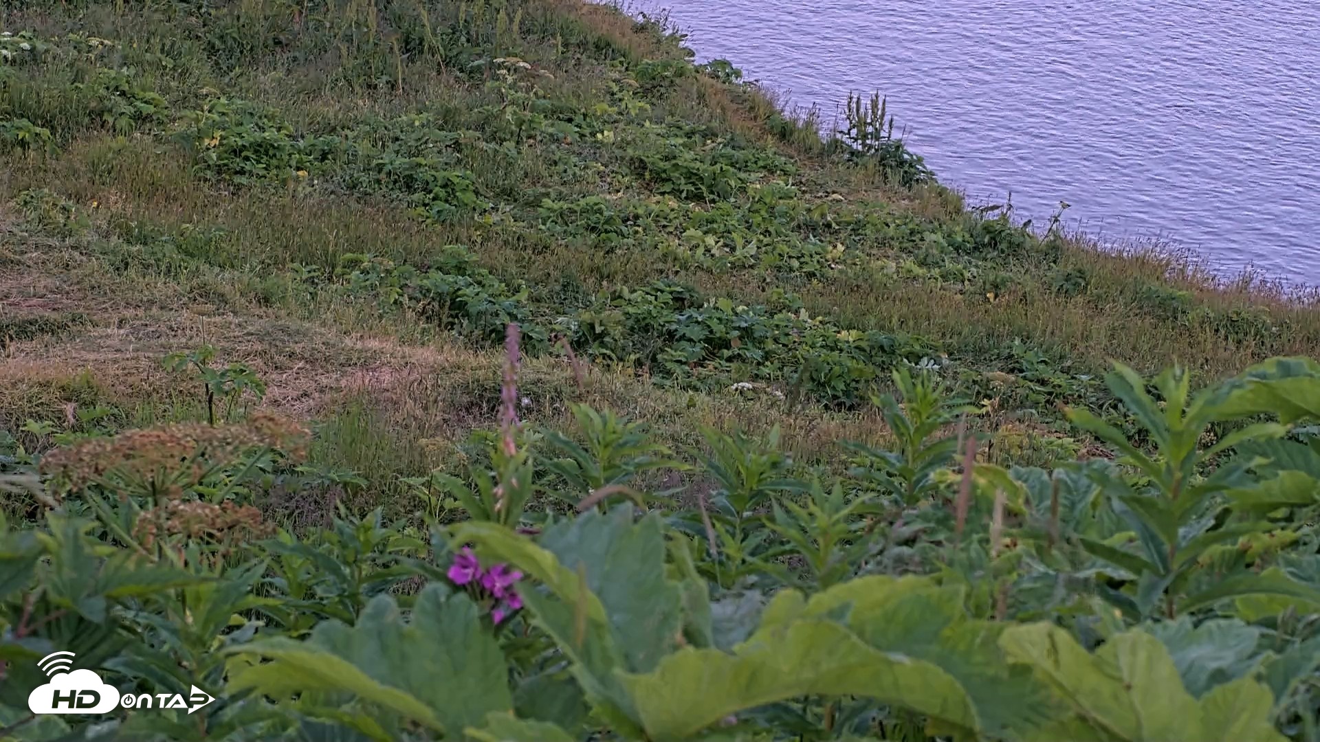 Snapshot of Kodiak Alaska Brown Bears Live Webcam taken Aug 1, 2026, 10:26pm AKDT