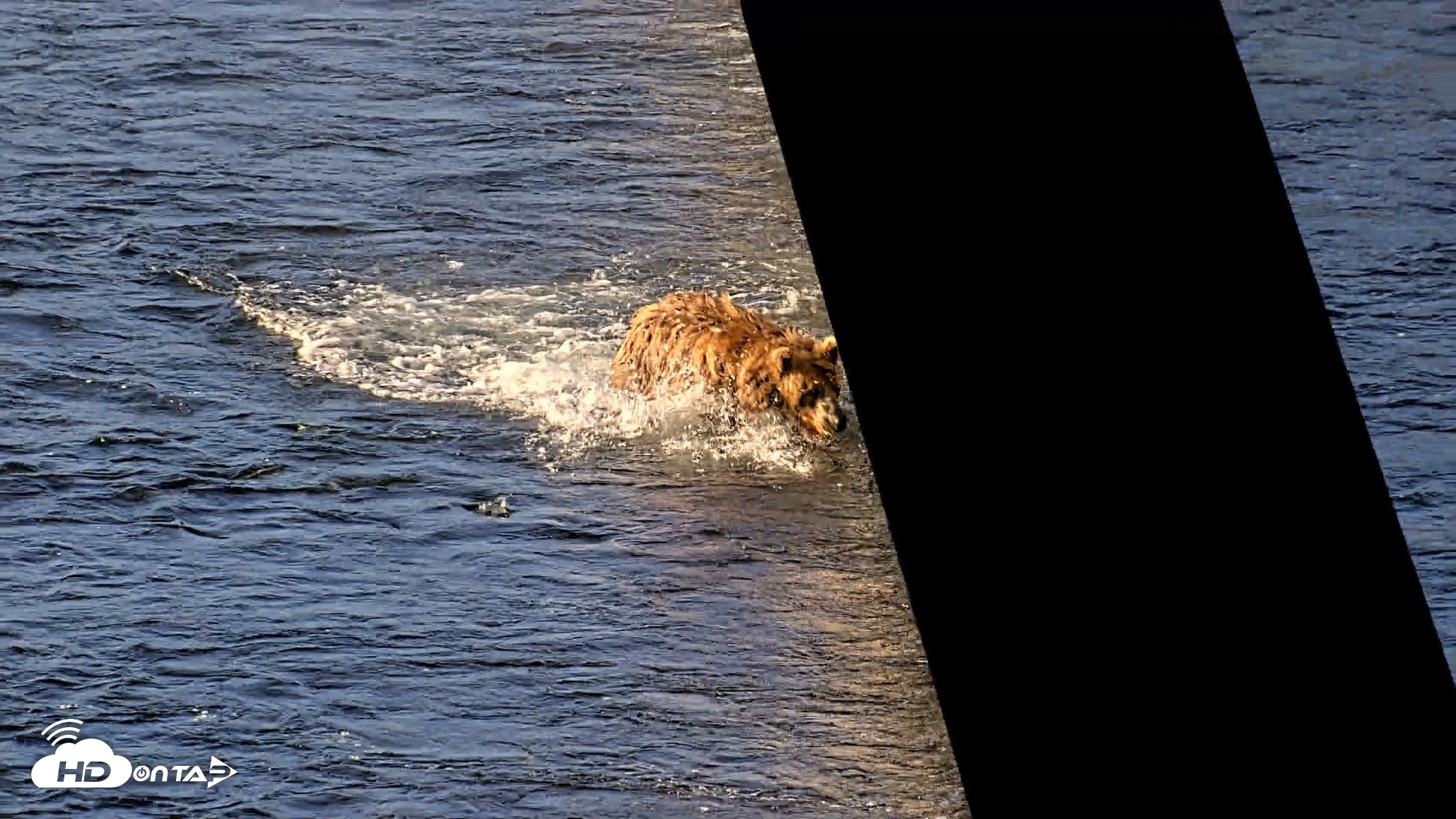 Snapshot of Kodiak Alaska Brown Bears Live Webcam taken Jul 31, 2026, 8:03am AKDT