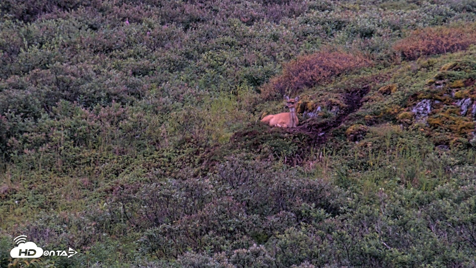 Snapshot of Kodiak Alaska Brown Bears Live Webcam taken Aug 19, 2026, 9:45pm AKDT