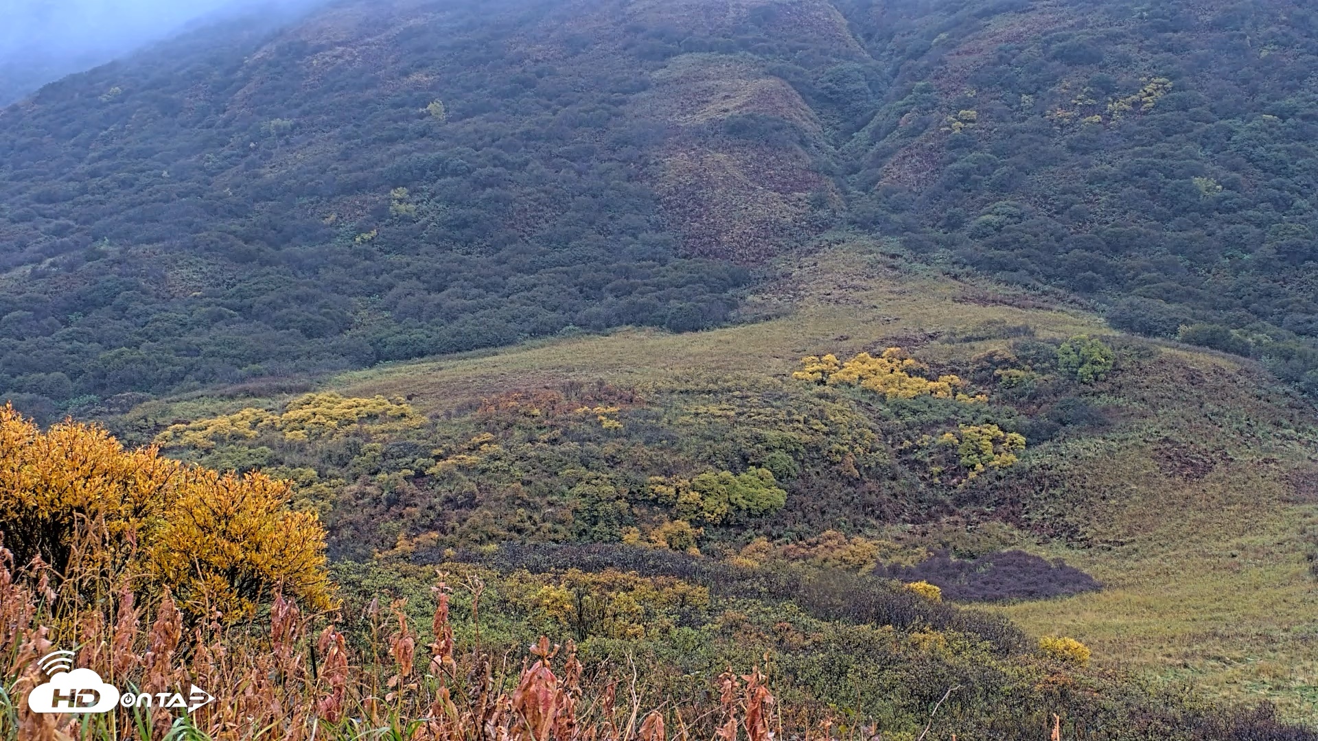 Snapshot of Kodiak Alaska Brown Bears Live Webcam taken Oct 5, 2026, 9:20am AKDT