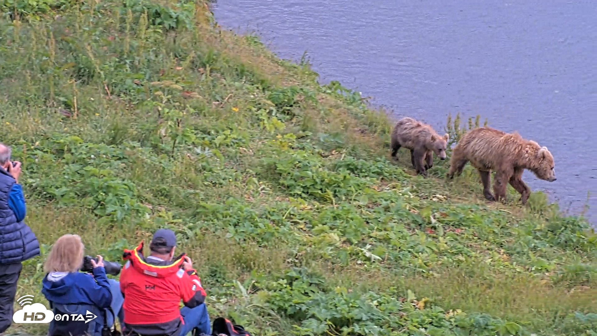 Snapshot of Kodiak Alaska Brown Bears Live Webcam taken Aug 5, 2026, 5:09pm AKDT