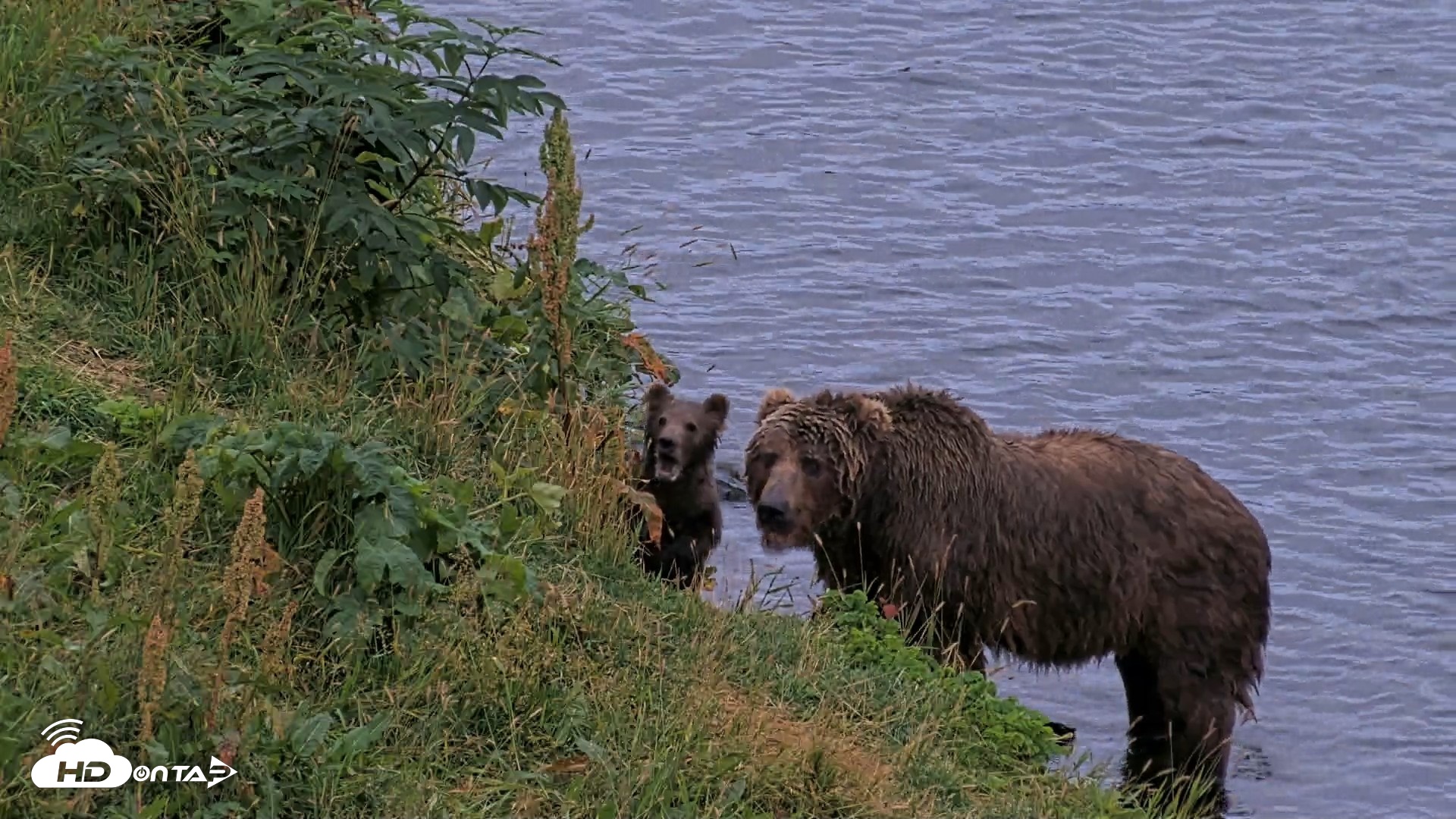 Snapshot of Kodiak Alaska Brown Bears Live Webcam taken Aug 19, 2026, 9:30pm AKDT