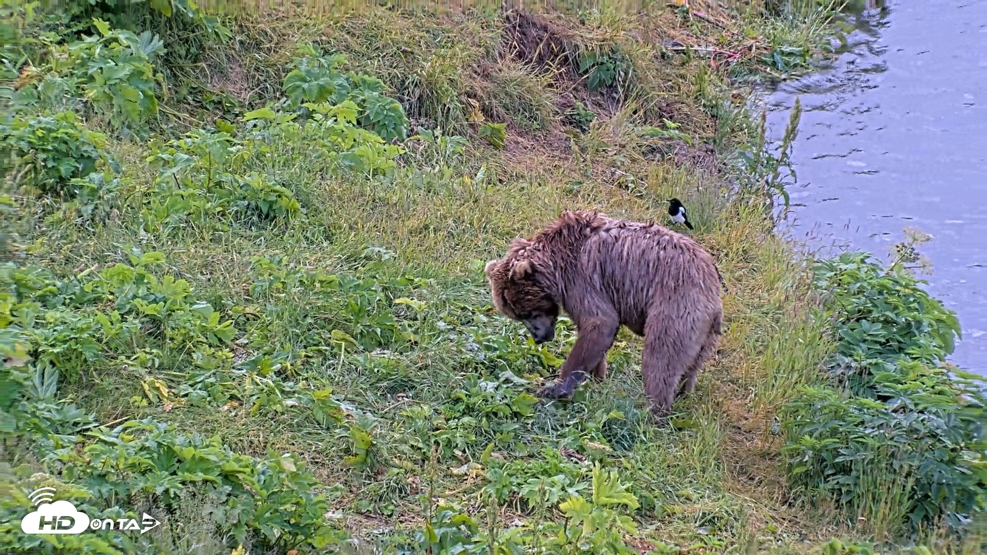 Snapshot of Kodiak Alaska Brown Bears Live Webcam taken Aug 2, 2026, 9:01am AKDT