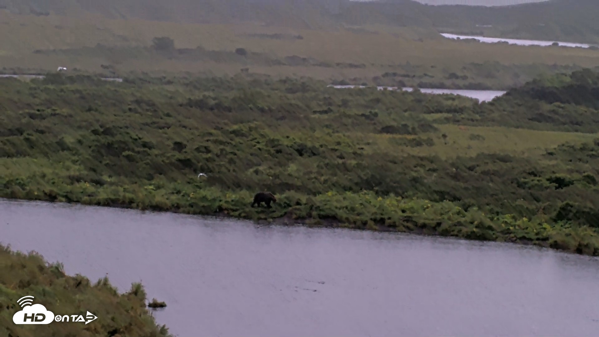 Snapshot of Kodiak Alaska Brown Bears Live Webcam taken Aug 20, 2026, 11:10am AKDT