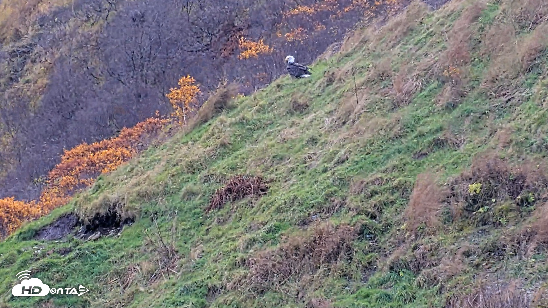 Snapshot of Kodiak Alaska Brown Bears Live Webcam taken Oct 14, 2026, 1:47pm AKDT