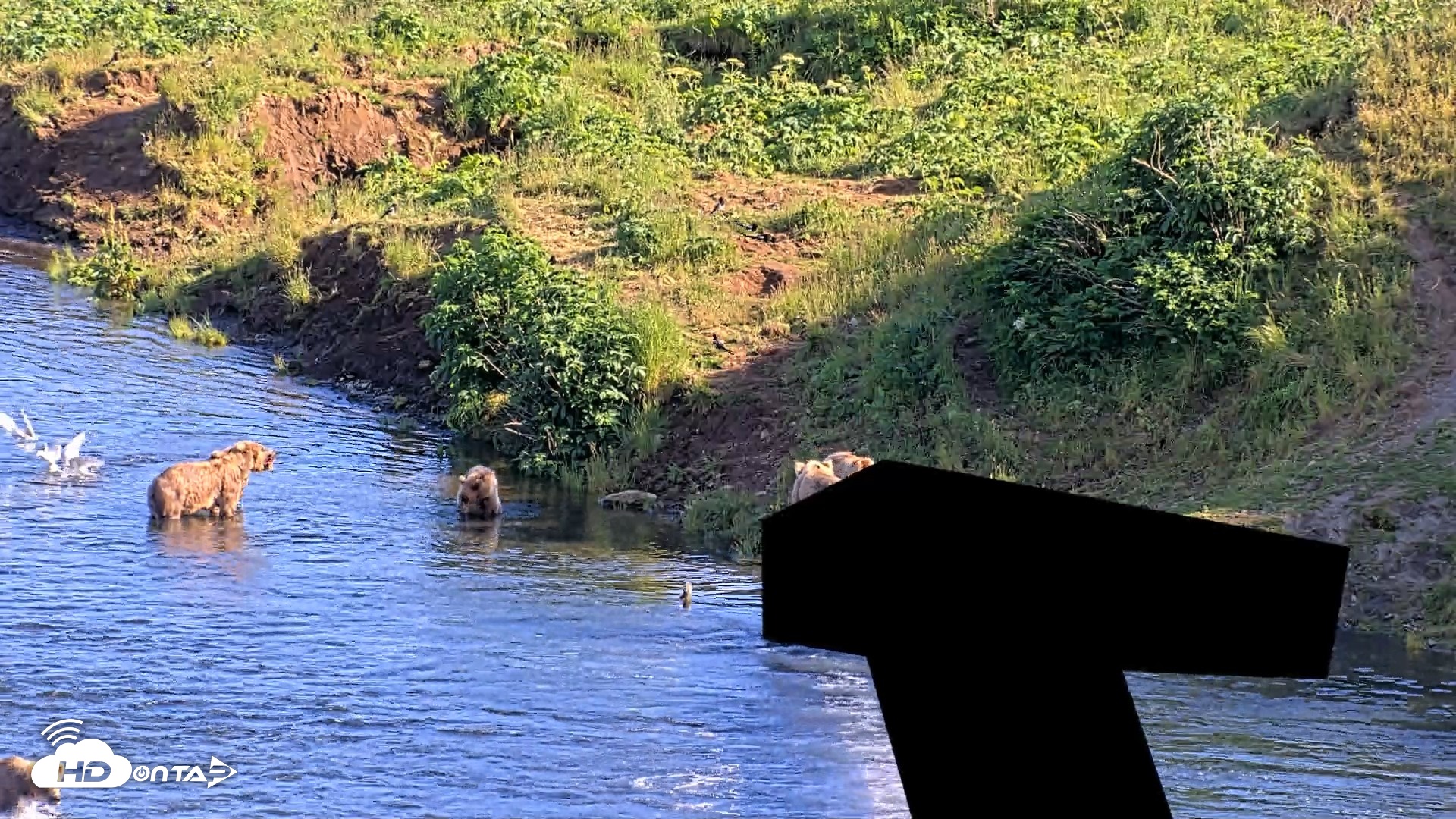 Snapshot of Kodiak Alaska Brown Bears Live Webcam taken Jul 29, 2026, 6:35pm AKDT