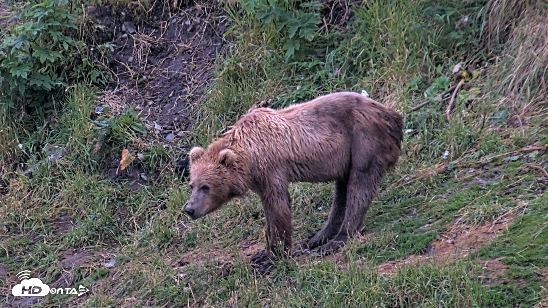 Snapshot of Kodiak Alaska Brown Bears Live Webcam taken Aug 6, 2026, 6:27am AKDT