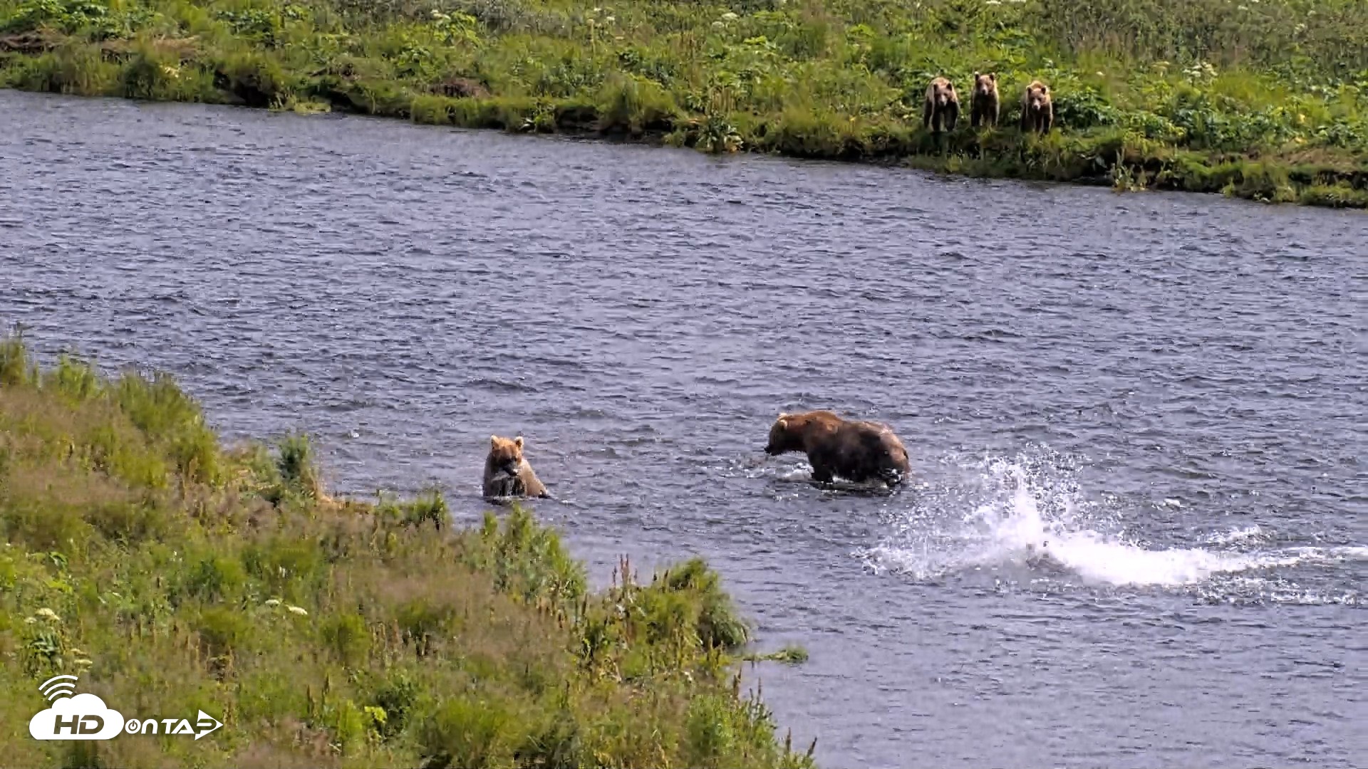 Snapshot of Kodiak Alaska Brown Bears Live Webcam taken Aug 6, 2026, 3:24pm AKDT