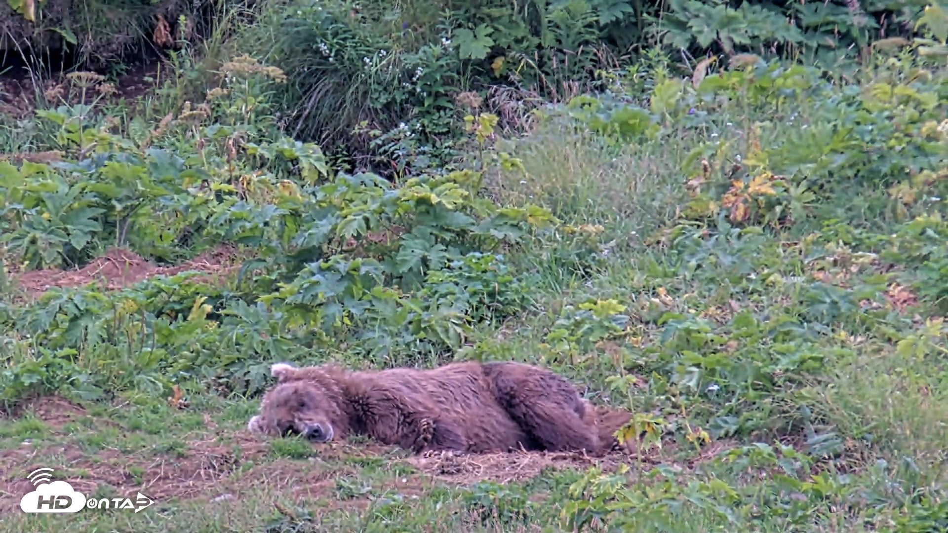 Snapshot of Kodiak Alaska Brown Bears Live Webcam taken Aug 10, 2026, 6:19pm AKDT