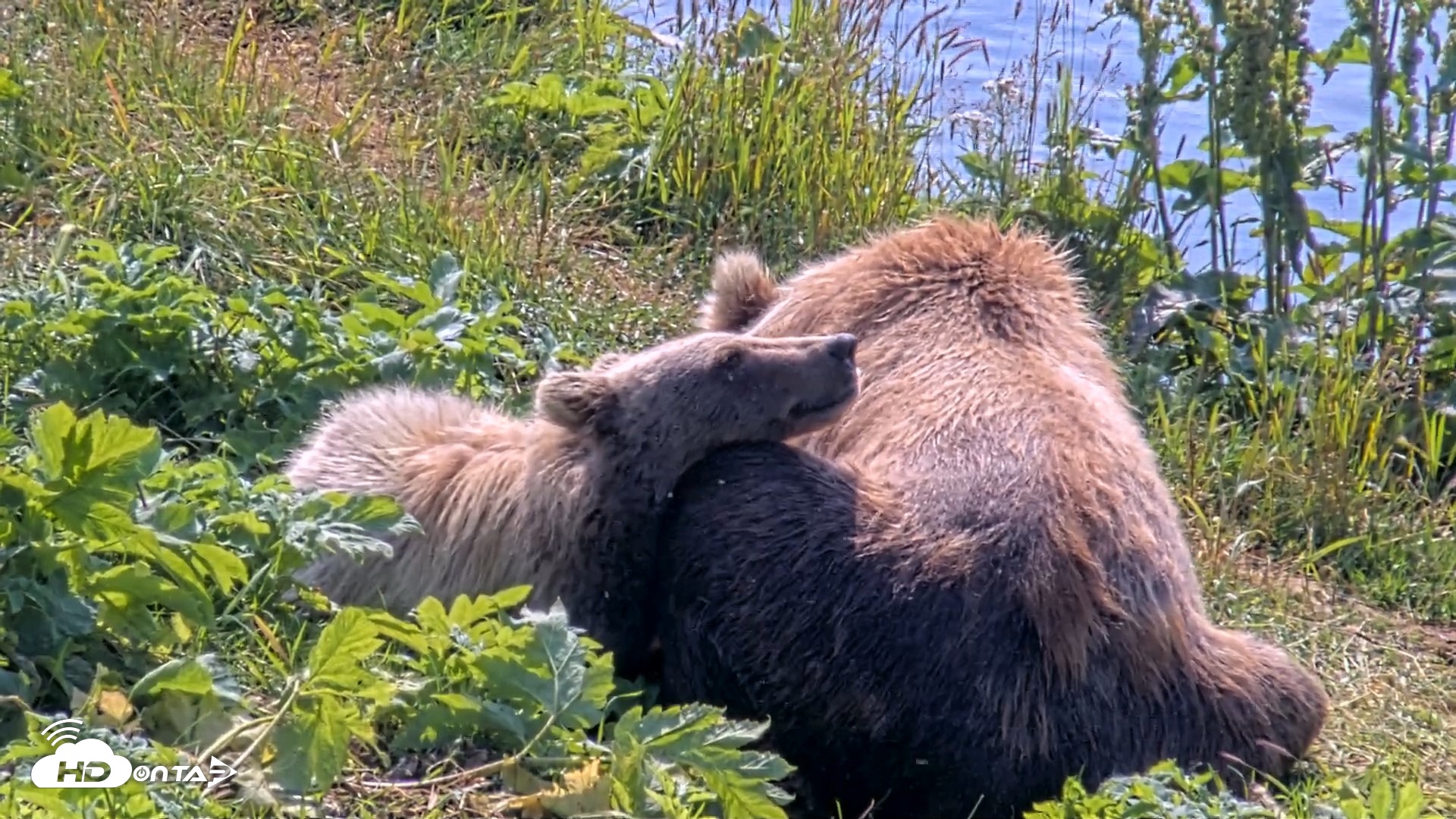 Snapshot of Kodiak Alaska Brown Bears Live Webcam taken Aug 8, 2026, 12:06pm AKDT