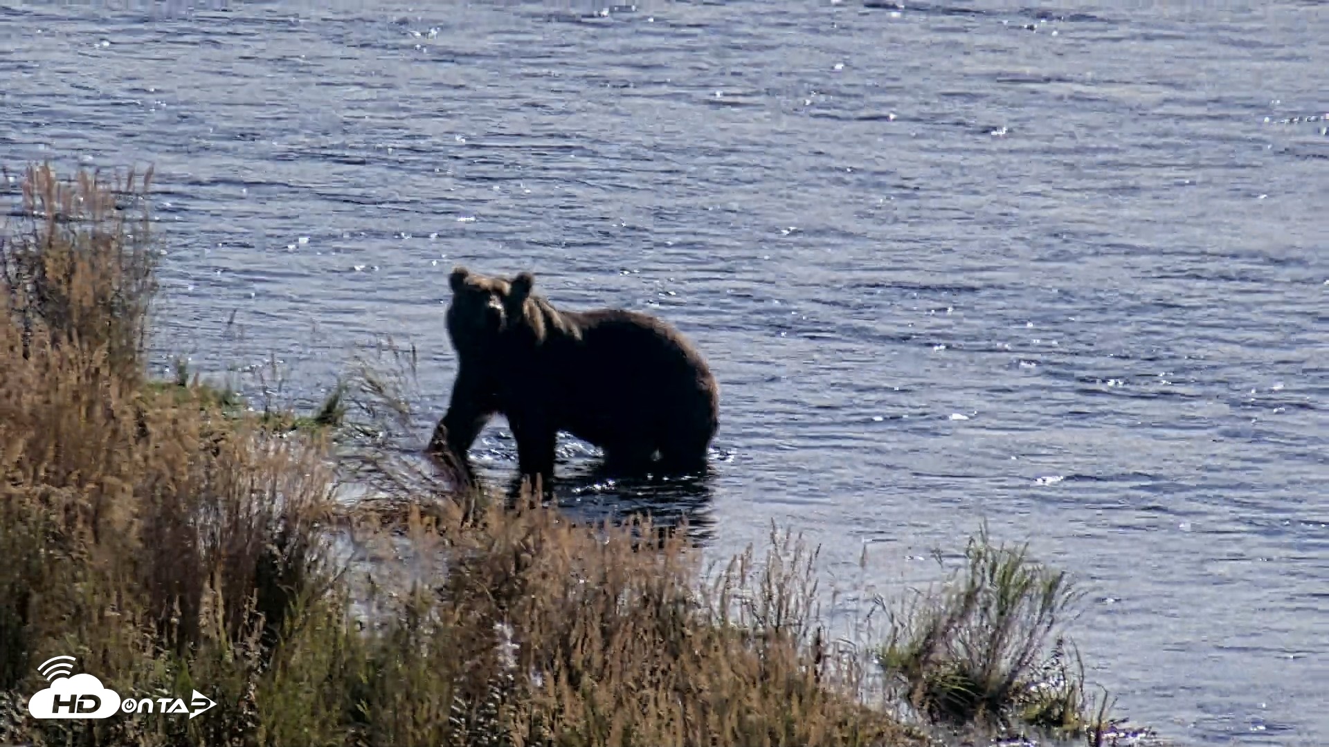 Snapshot of Kodiak Alaska Brown Bears Live Webcam taken Oct 2, 2026, 12:46pm AKDT