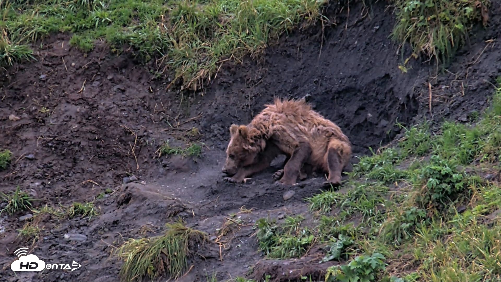Snapshot of Kodiak Alaska Brown Bears Live Webcam taken Aug 17, 2026, 8:07pm AKDT
