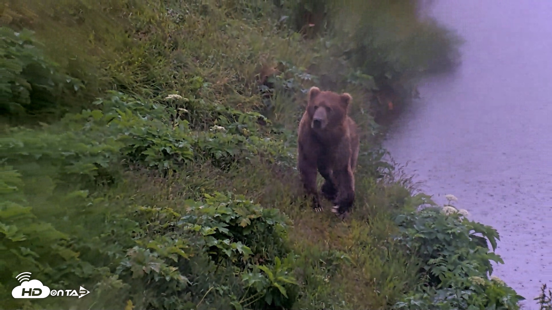 Snapshot of Kodiak Alaska Brown Bears Live Webcam taken Jul 21, 2026, 7:06am AKDT