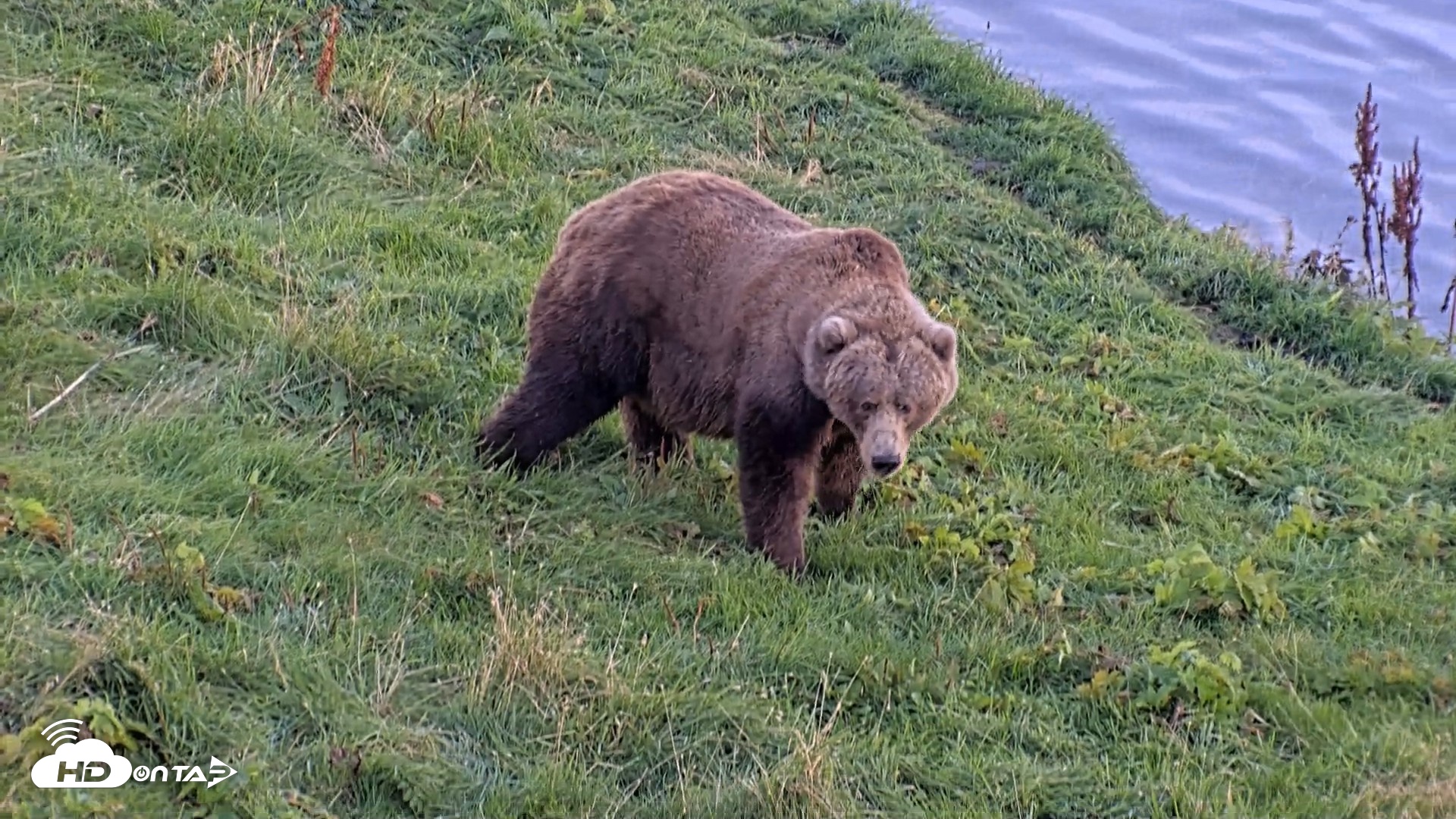 Snapshot of Kodiak Alaska Brown Bears Live Webcam taken Oct 1, 2026, 6:56pm AKDT