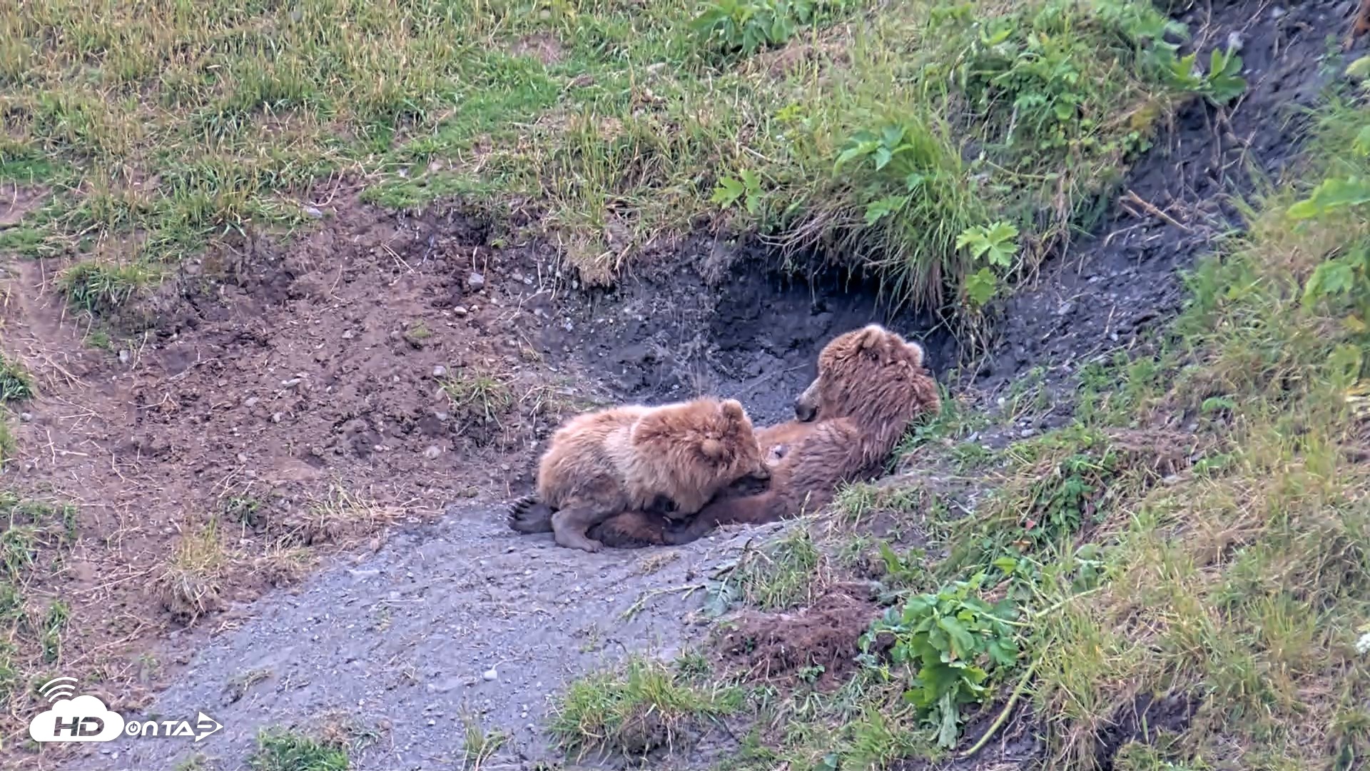 Snapshot of Kodiak Alaska Brown Bears Live Webcam taken Aug 1, 2026, 8:18pm AKDT