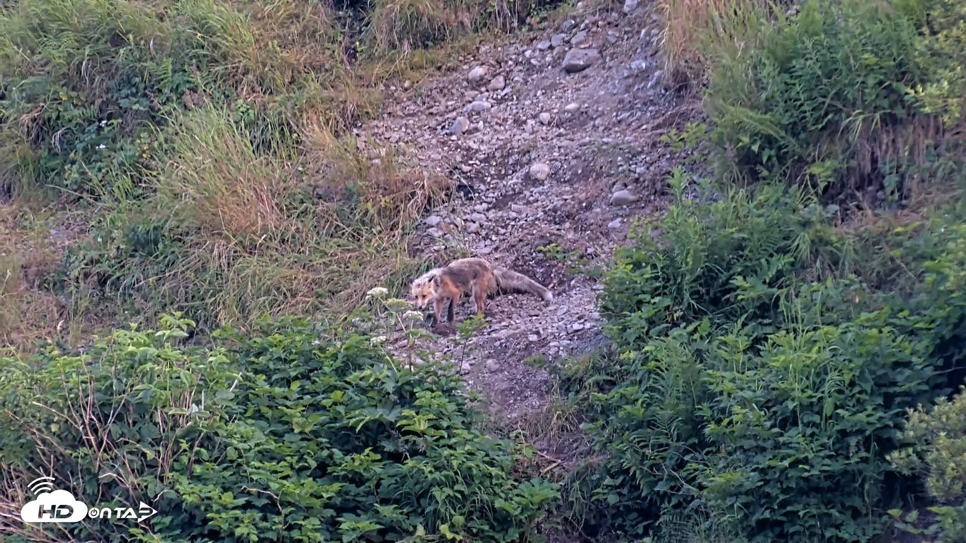 Snapshot of Kodiak Alaska Brown Bears Live Webcam taken Jul 31, 2026, 9:03pm AKDT