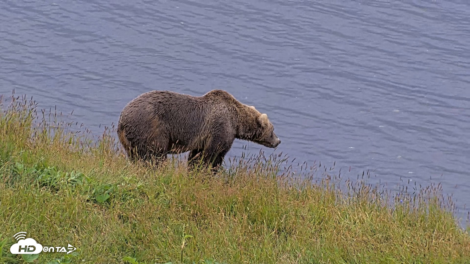 Snapshot of Kodiak Alaska Brown Bears Live Webcam taken Aug 5, 2026, 8:42am AKDT