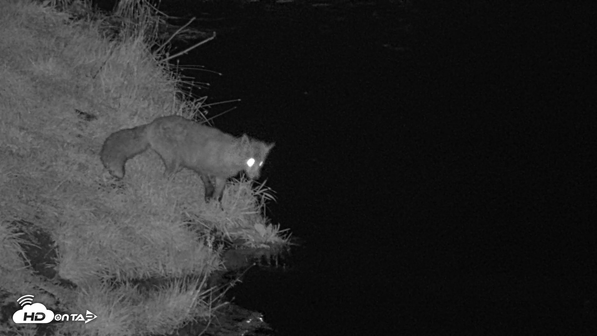 Snapshot of Kodiak Alaska Brown Bears Live Webcam taken Oct 7, 2026, 9:59pm AKDT
