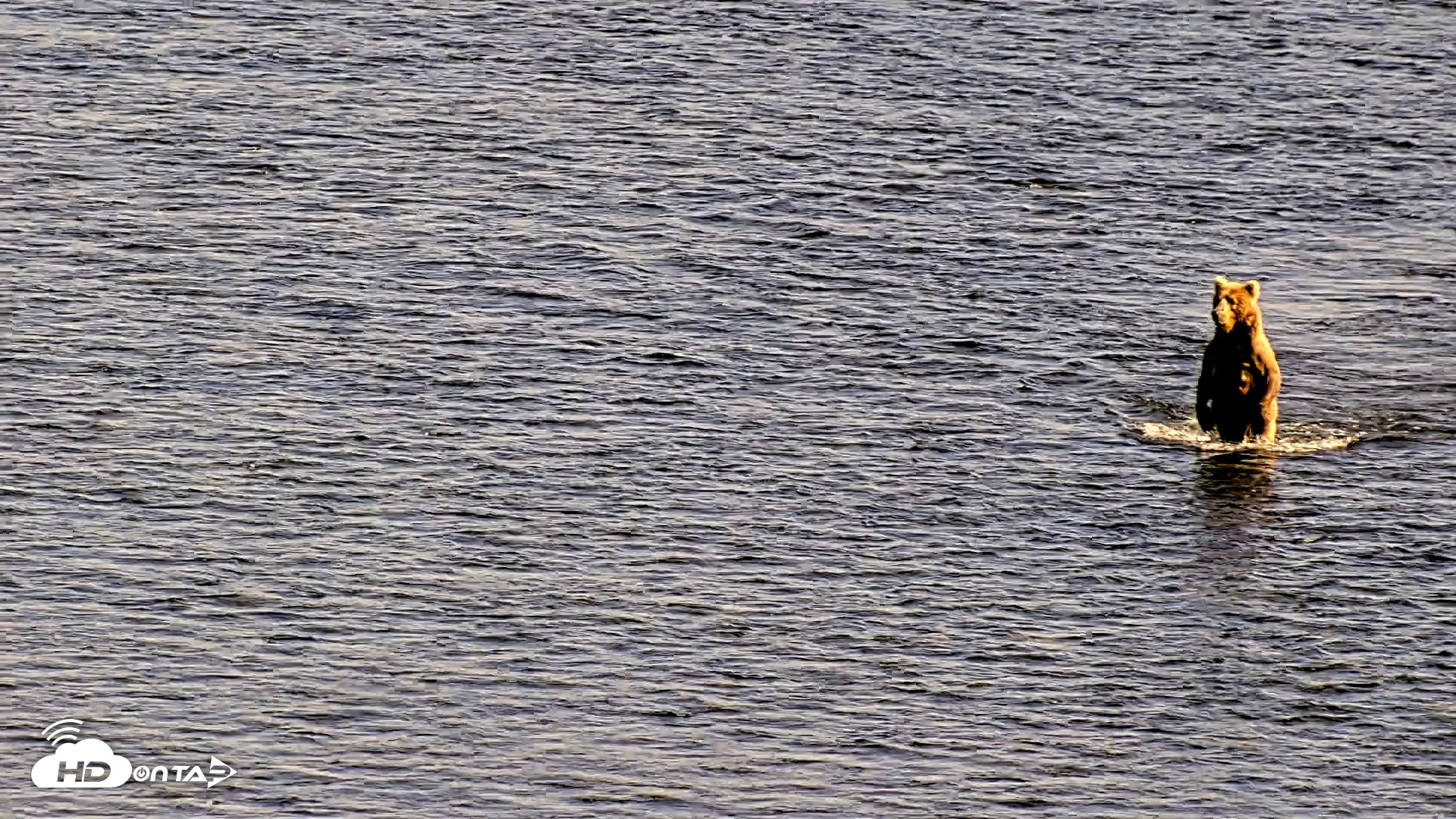 Snapshot of Kodiak Alaska Brown Bears Live Webcam taken Jul 29, 2026, 5:46pm AKDT