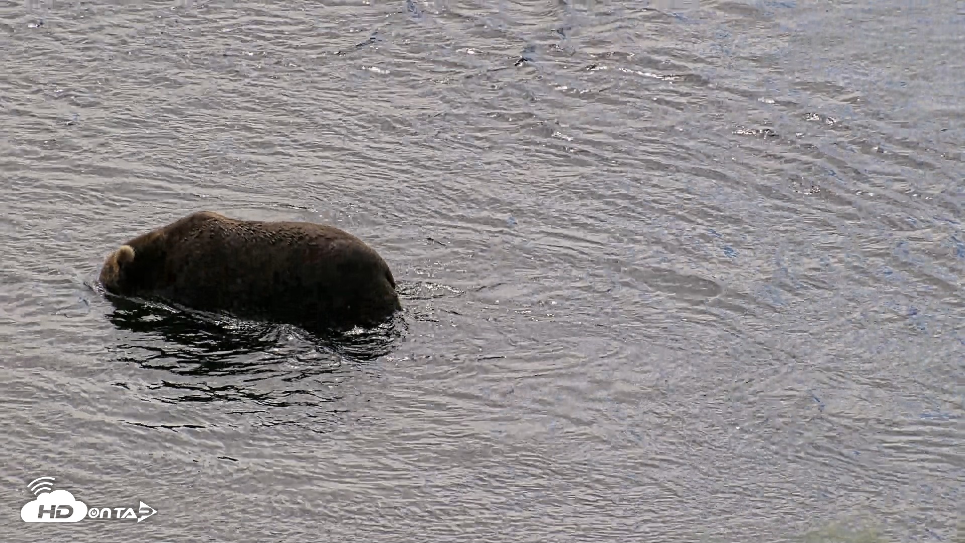 Snapshot of Kodiak Alaska Brown Bears Live Webcam taken Aug 1, 2026, 12:49pm AKDT