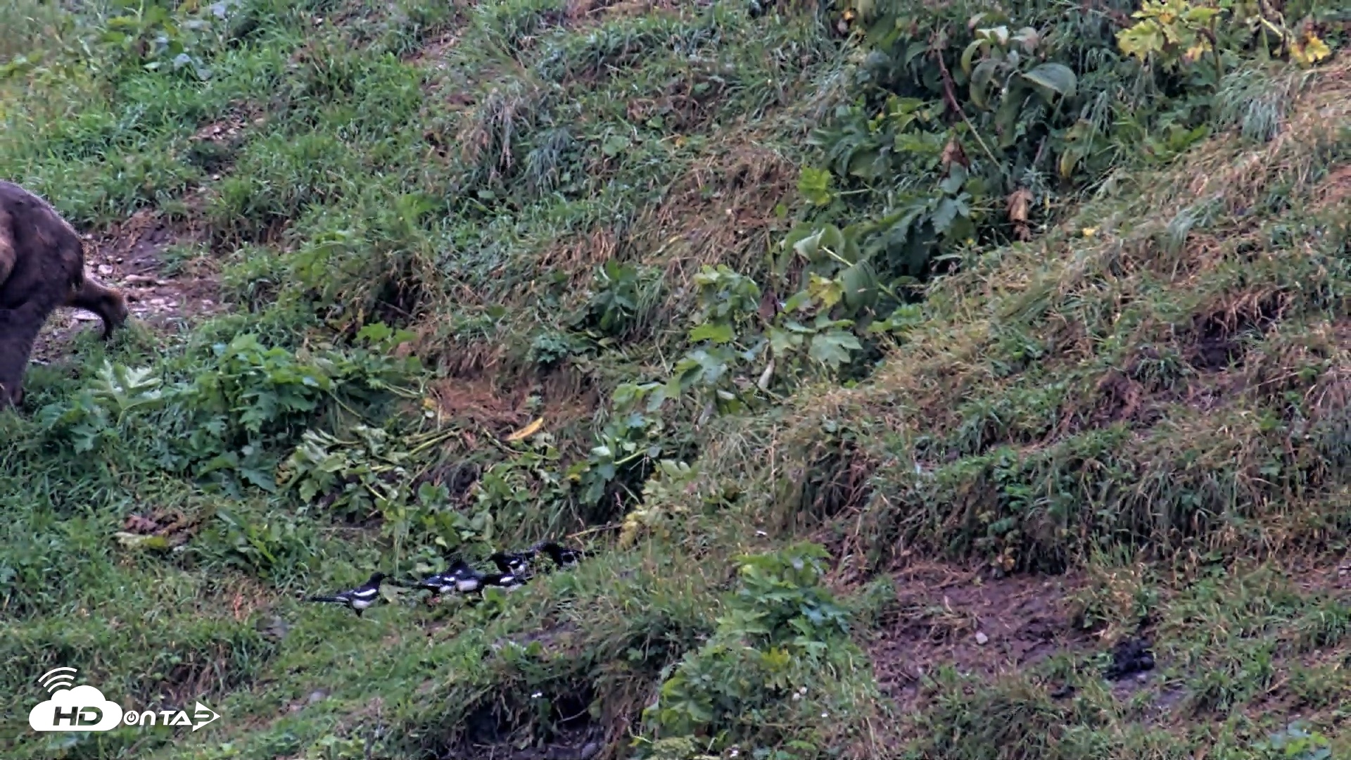 Snapshot of Kodiak Alaska Brown Bears Live Webcam taken Aug 17, 2026, 8:25am AKDT