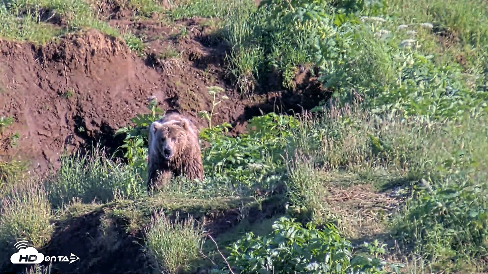Snapshot of Kodiak Alaska Brown Bears Live Webcam taken Jul 24, 2026, 6:58pm AKDT
