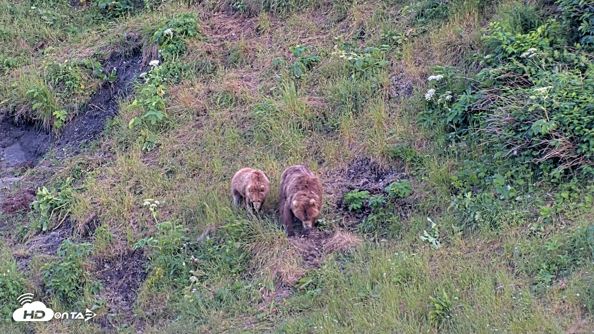Snapshot of Kodiak Alaska Brown Bears Live Webcam taken Jul 29, 2026, 10:03pm AKDT