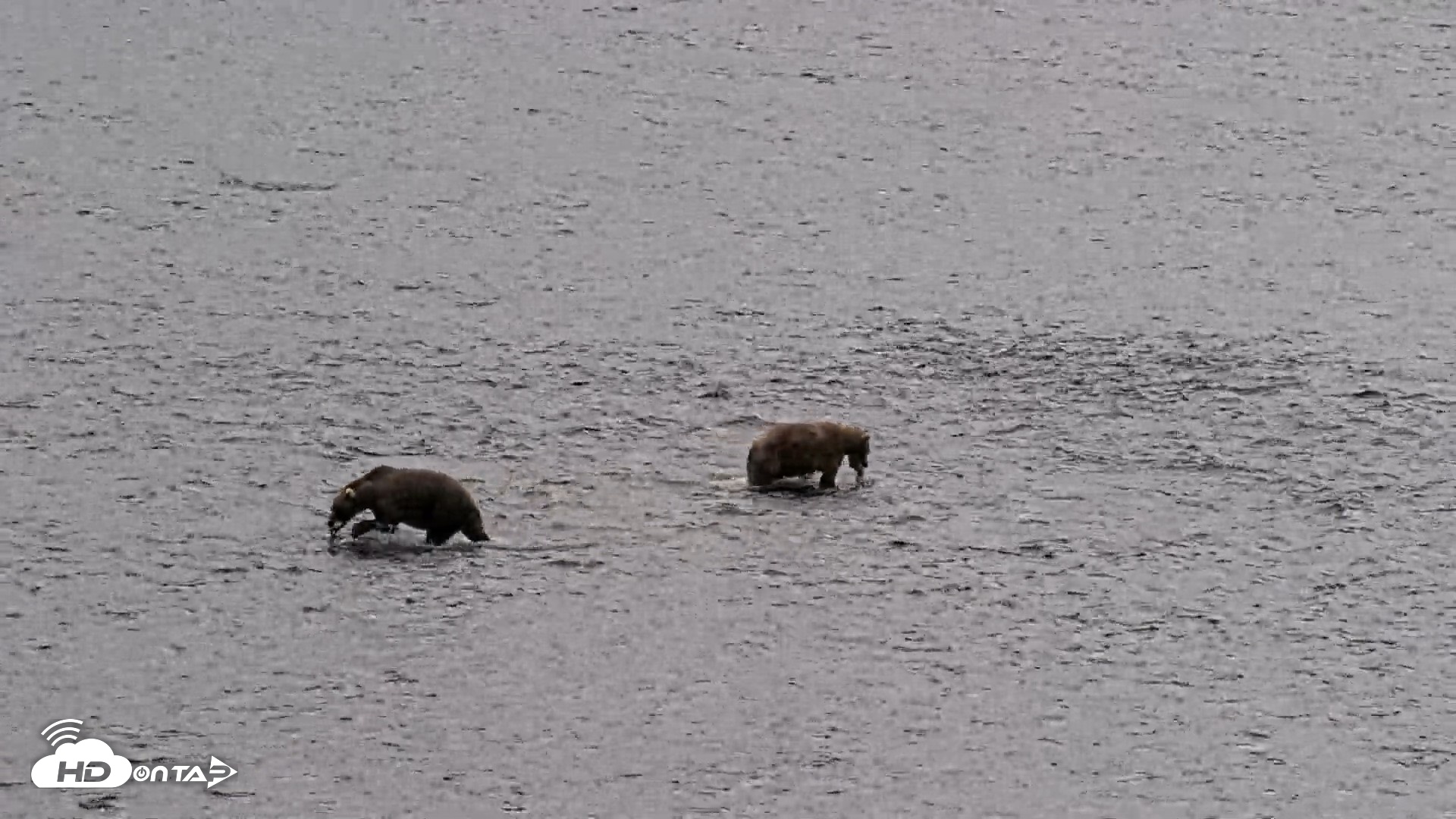 Snapshot of Kodiak Alaska Brown Bears Live Webcam taken Aug 14, 2026, 1:39pm AKDT