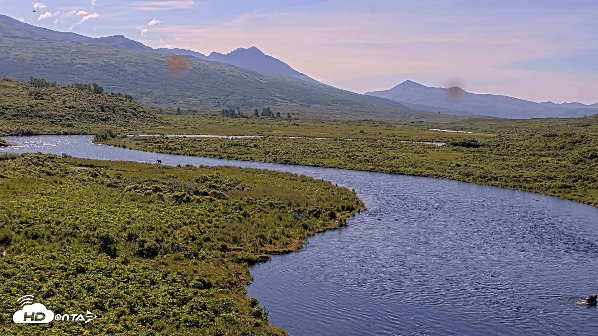 Snapshot of Kodiak Alaska Brown Bears Live Webcam taken Jul 29, 2026, 10:39am AKDT