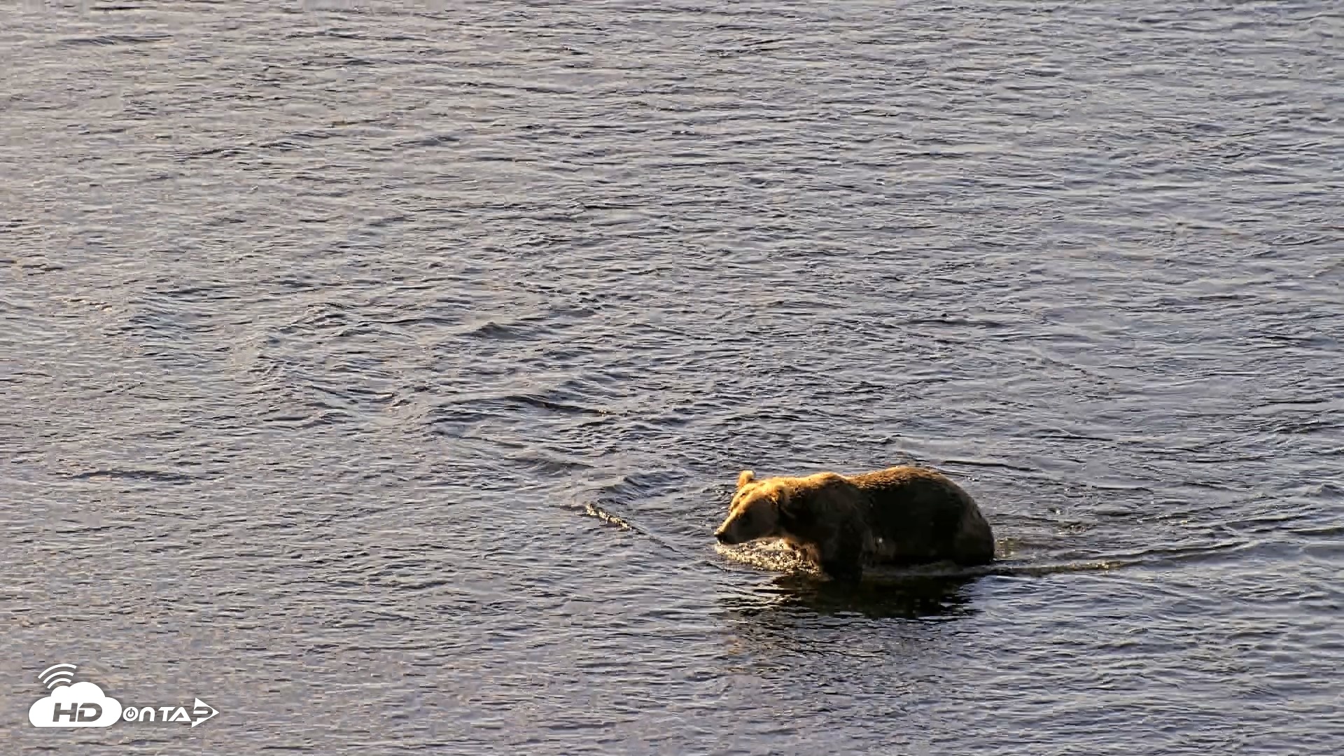 Snapshot of Kodiak Alaska Brown Bears Live Webcam taken Jul 30, 2026, 9:22am AKDT