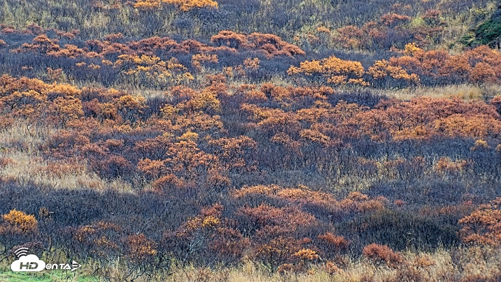 Snapshot of Kodiak Alaska Brown Bears Live Webcam taken Oct 20, 2026, 4:39pm AKDT