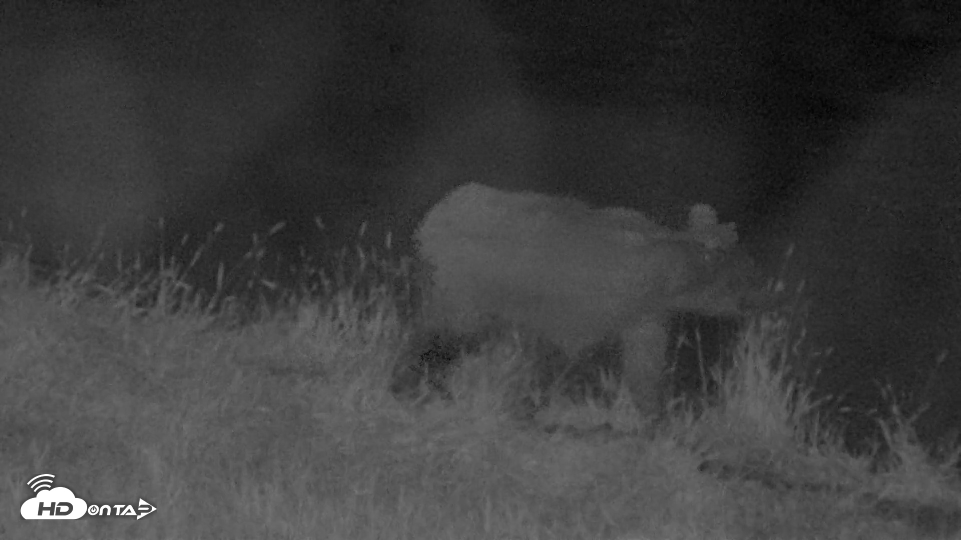 Snapshot of Kodiak Alaska Brown Bears Live Webcam taken Aug 16, 2026, 10:23pm AKDT