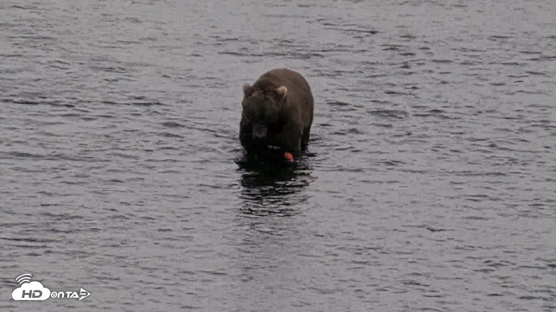 Snapshot of Kodiak Alaska Brown Bears Live Webcam taken Aug 20, 2026, 5:47pm AKDT