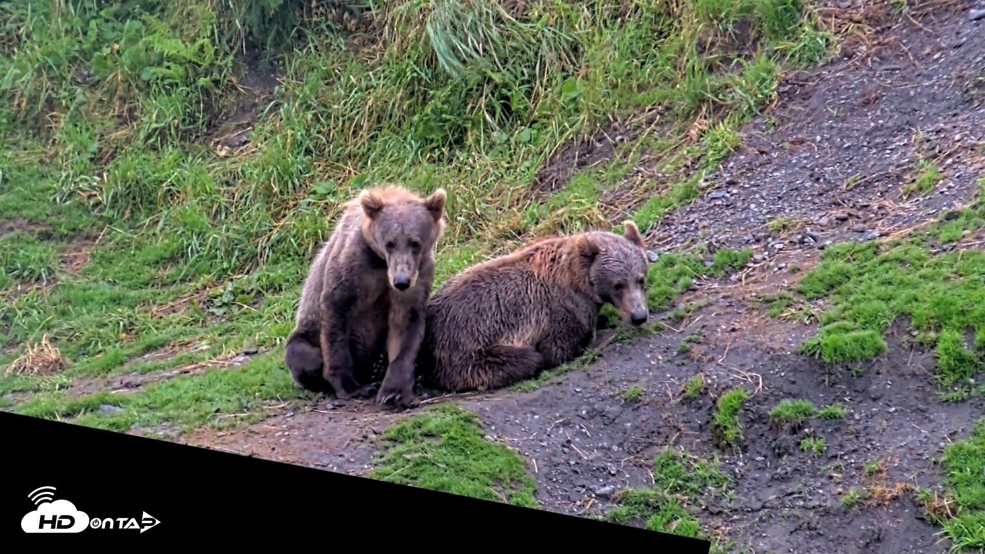 Snapshot of Kodiak Alaska Brown Bears Live Webcam taken Aug 12, 2026, 5:37pm AKDT