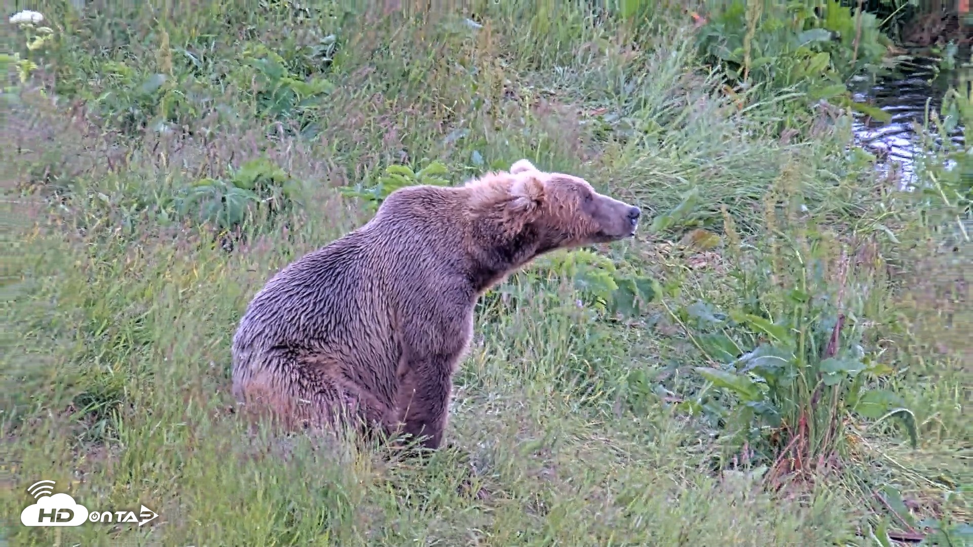 Snapshot of Kodiak Alaska Brown Bears Live Webcam taken Jul 23, 2026, 3:28pm AKDT
