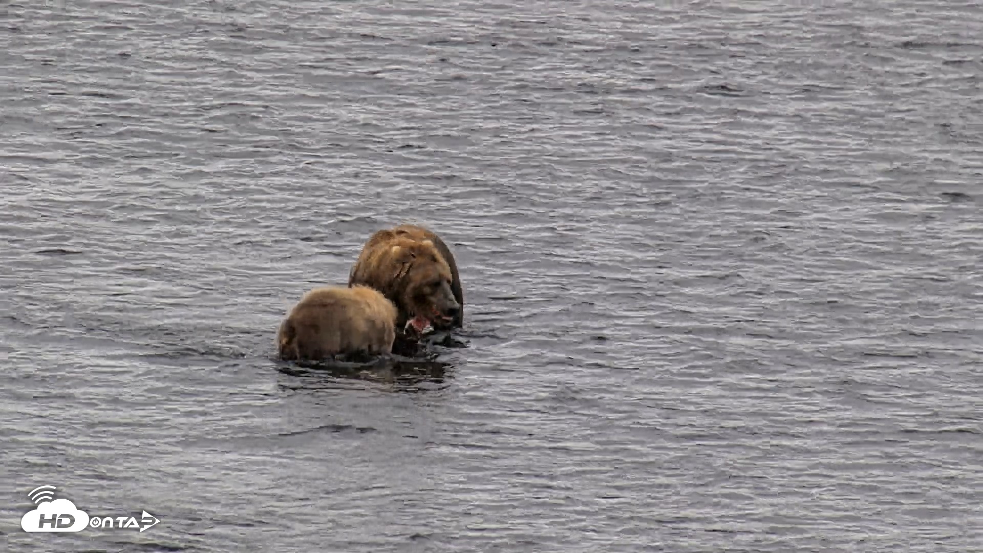 Snapshot of Kodiak Alaska Brown Bears Live Webcam taken Aug 6, 2026, 10:59am AKDT