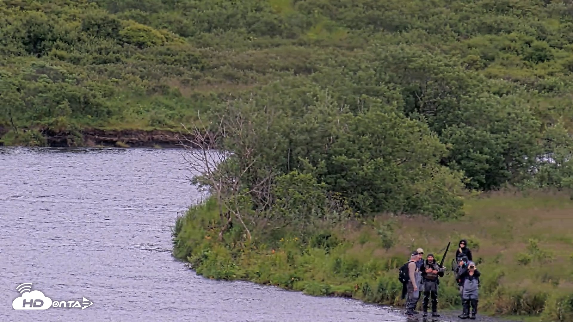 Snapshot of Kodiak Alaska Brown Bears Live Webcam taken Aug 13, 2026, 9:58am AKDT