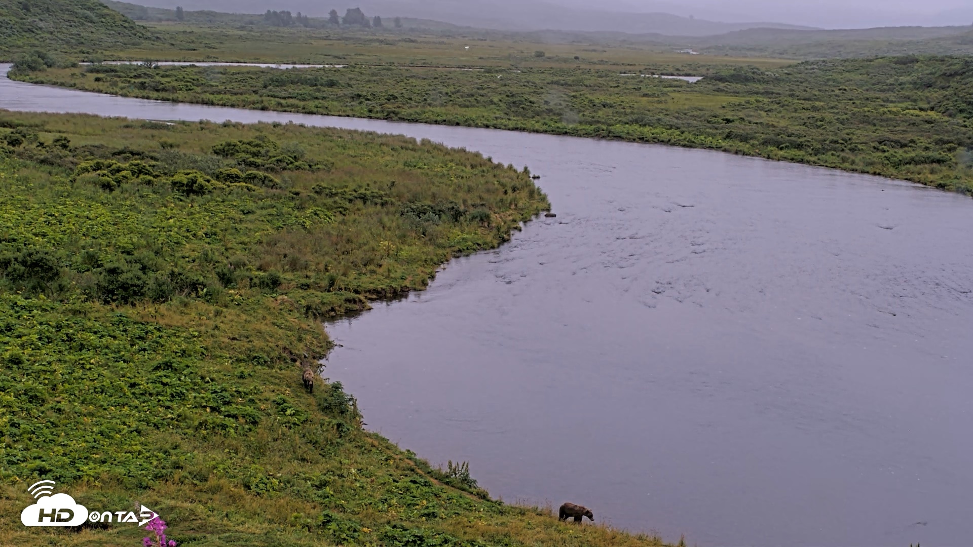 Snapshot of Kodiak Alaska Brown Bears Live Webcam taken Aug 17, 2026, 8:39pm AKDT