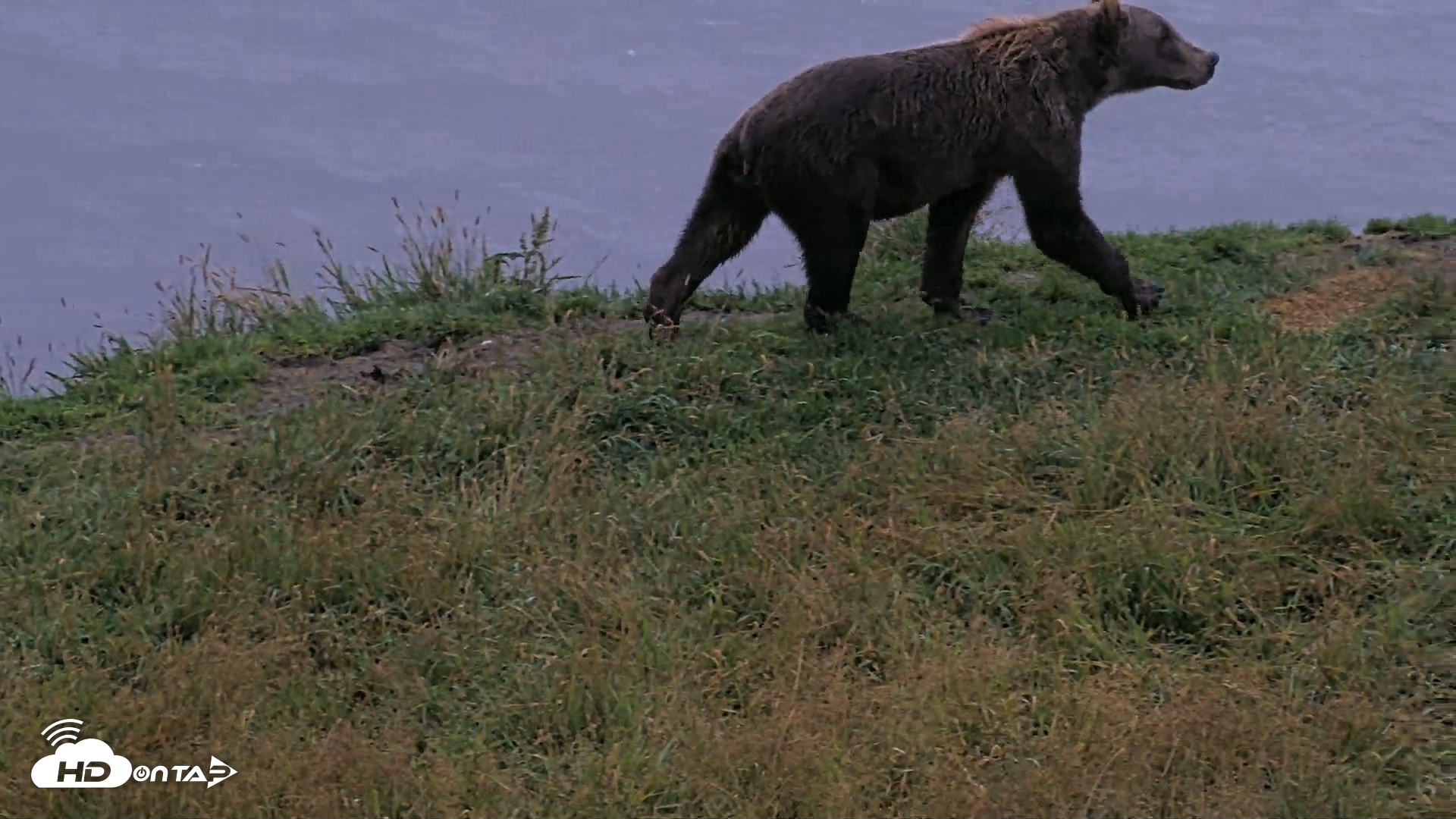 Snapshot of Kodiak Alaska Brown Bears Live Webcam taken Aug 17, 2026, 8:54pm AKDT