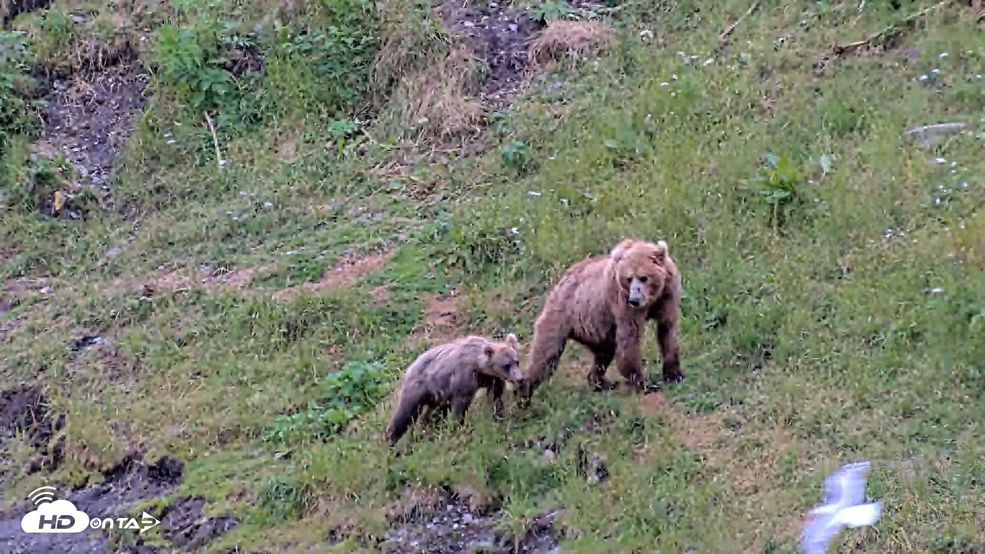 Snapshot of Kodiak Alaska Brown Bears Live Webcam taken Aug 4, 2026, 9:07pm AKDT