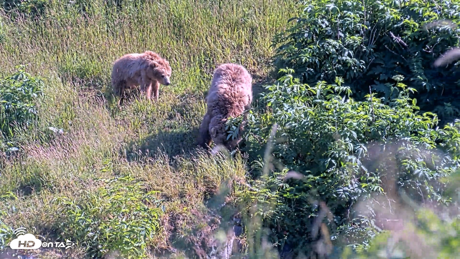 Snapshot of Kodiak Alaska Brown Bears Live Webcam taken Jul 30, 2026, 5:59pm AKDT