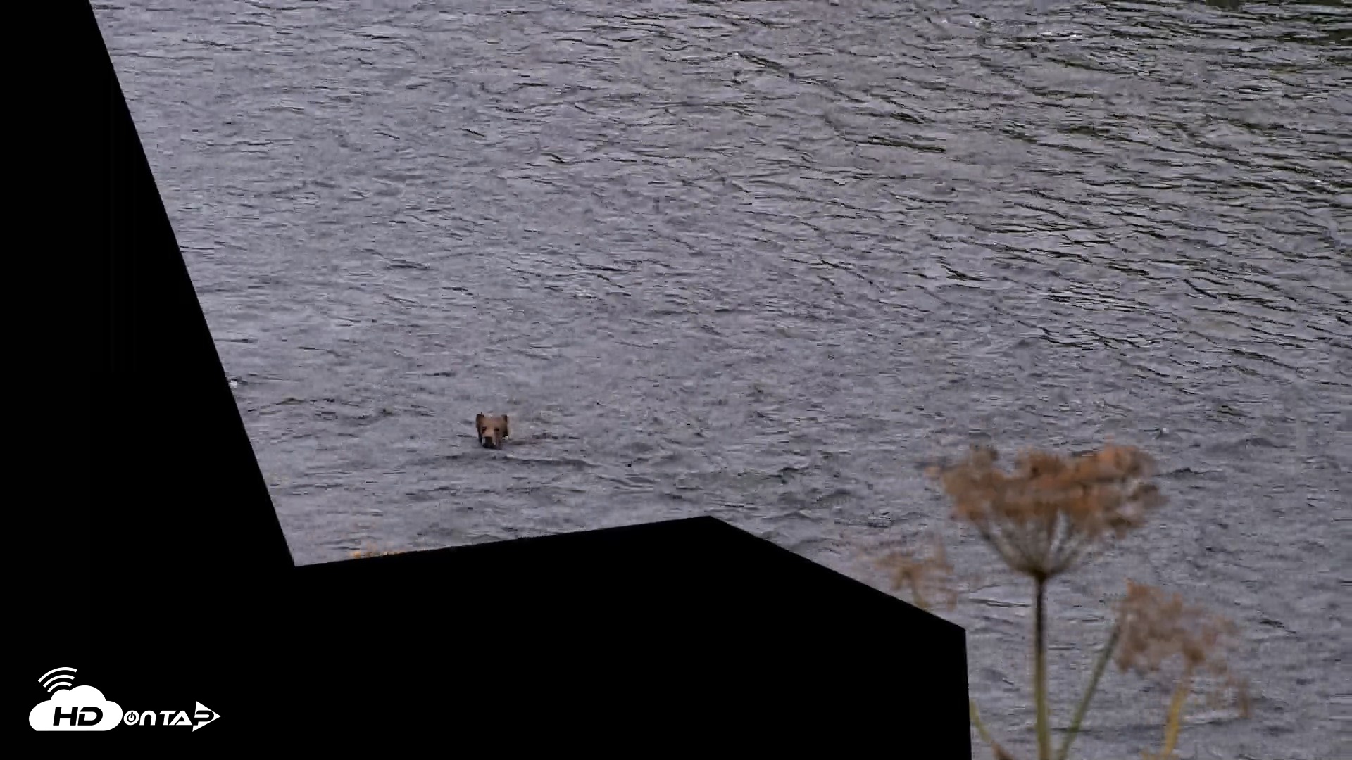 Snapshot of Kodiak Alaska Brown Bears Live Webcam taken Aug 19, 2026, 9:27pm AKDT