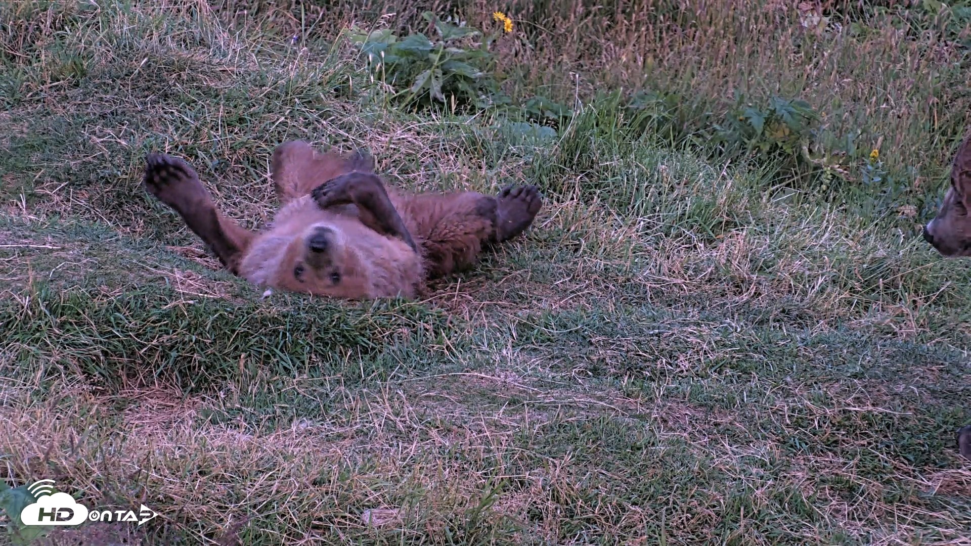 Snapshot of Kodiak Alaska Brown Bears Live Webcam taken Aug 11, 2026, 10:15pm AKDT